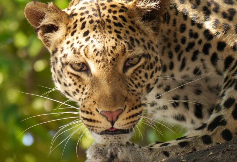 CSS is fast like a leopard
