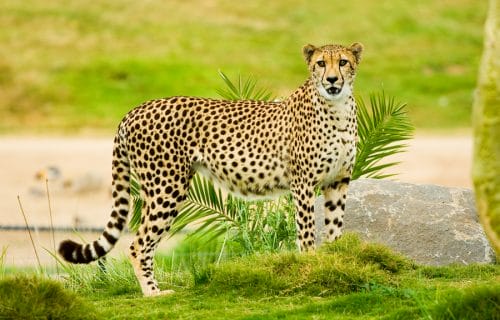 Page loading speed matters - be fast like a cheetah