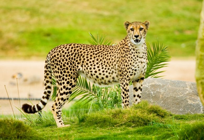 Page loading speed matters - be fast like a cheetah
